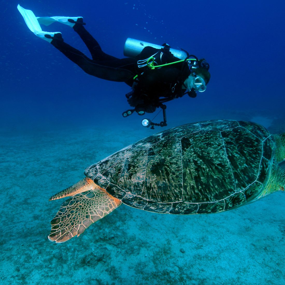 Green Turtle with Diver Underwater