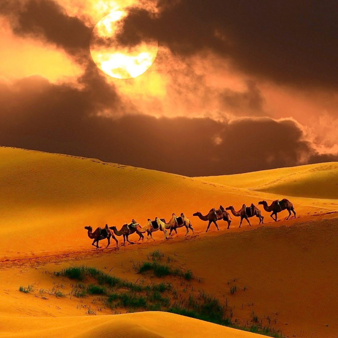 Caravan in the desert, Mongolia