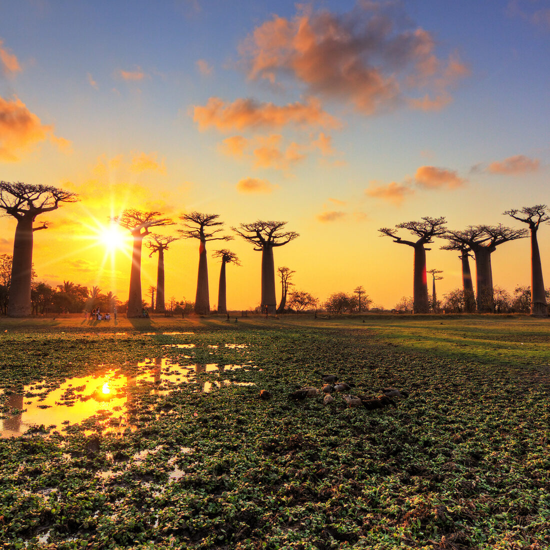 Beautiful Baobab trees at sunset at the avenue of the baobabs in Madagascar