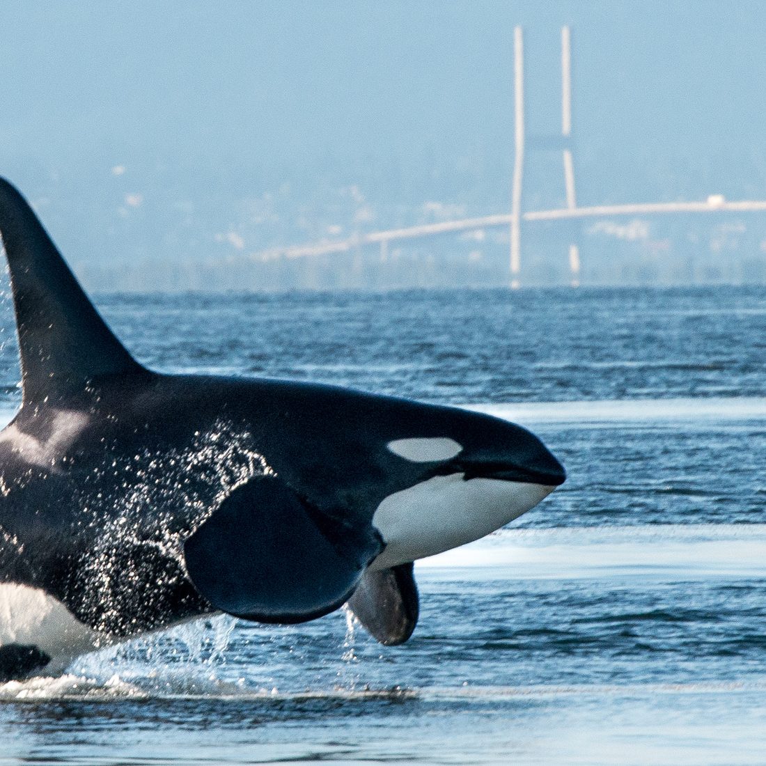 A large male orca (killer whale) breaches in Vancouver Harbor